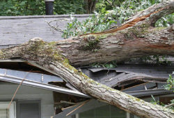How To Detect Tree Hazards