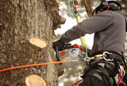 How To Do Palm Tree Stump Removal