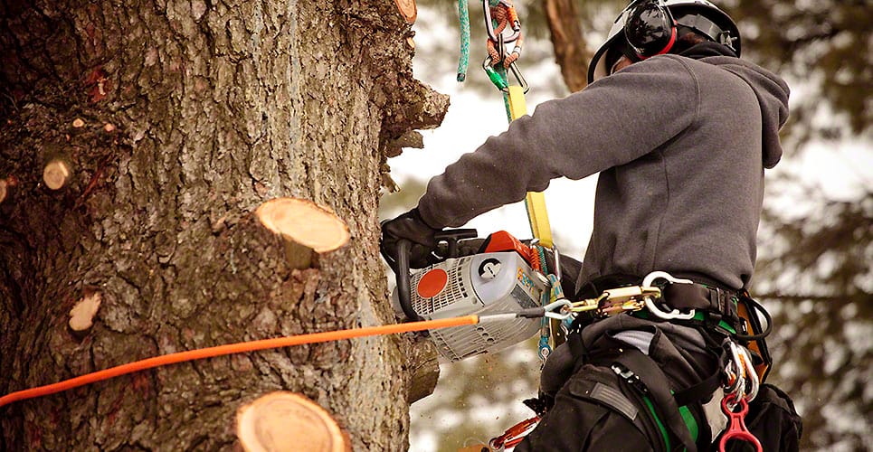 How To Do Palm Tree Stump Removal