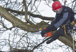 Get Rid of DIY Tree Removal and Choose Professional Services